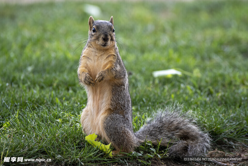 站立的松鼠在绿草地上