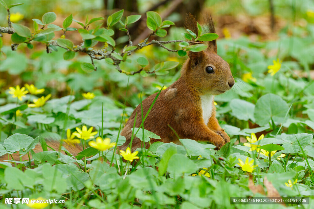 林间松鼠置身烂漫花丛中