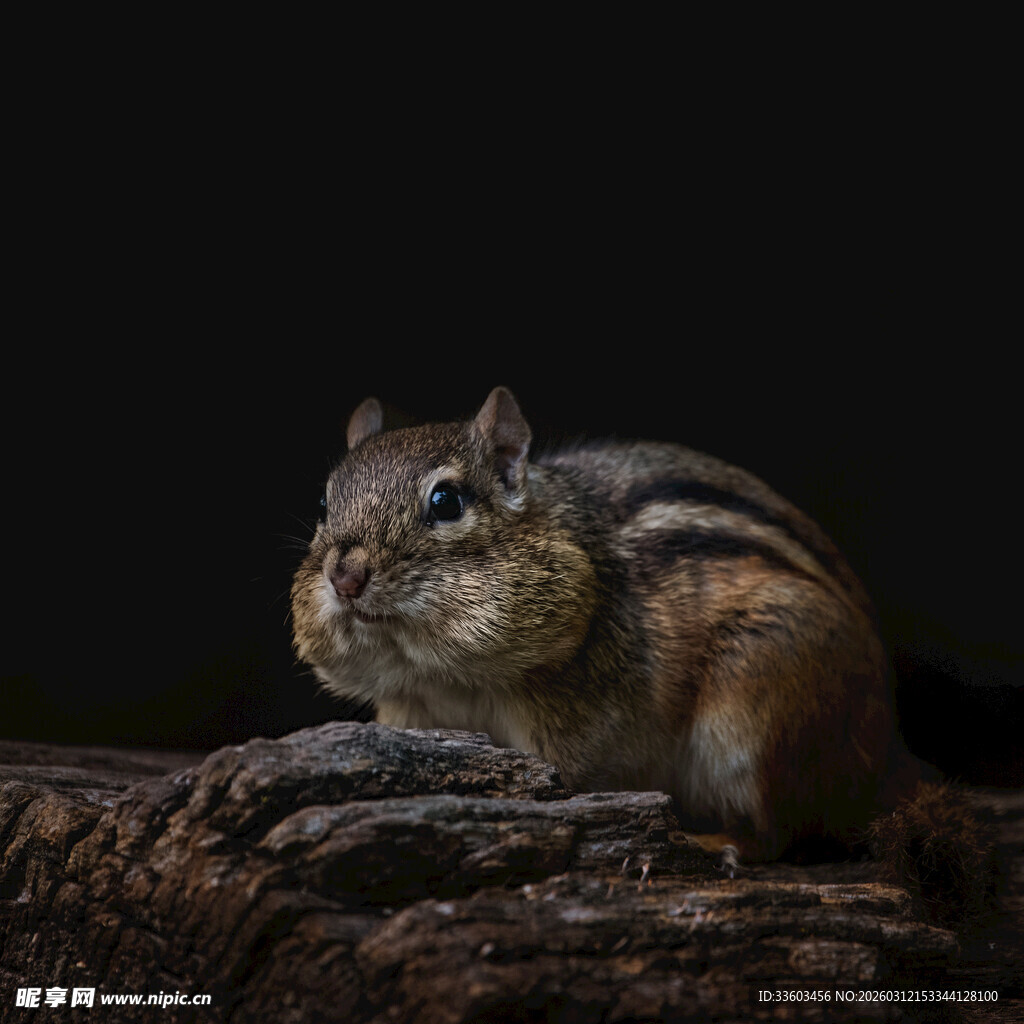 可爱花栗鼠蹲坐于树干上