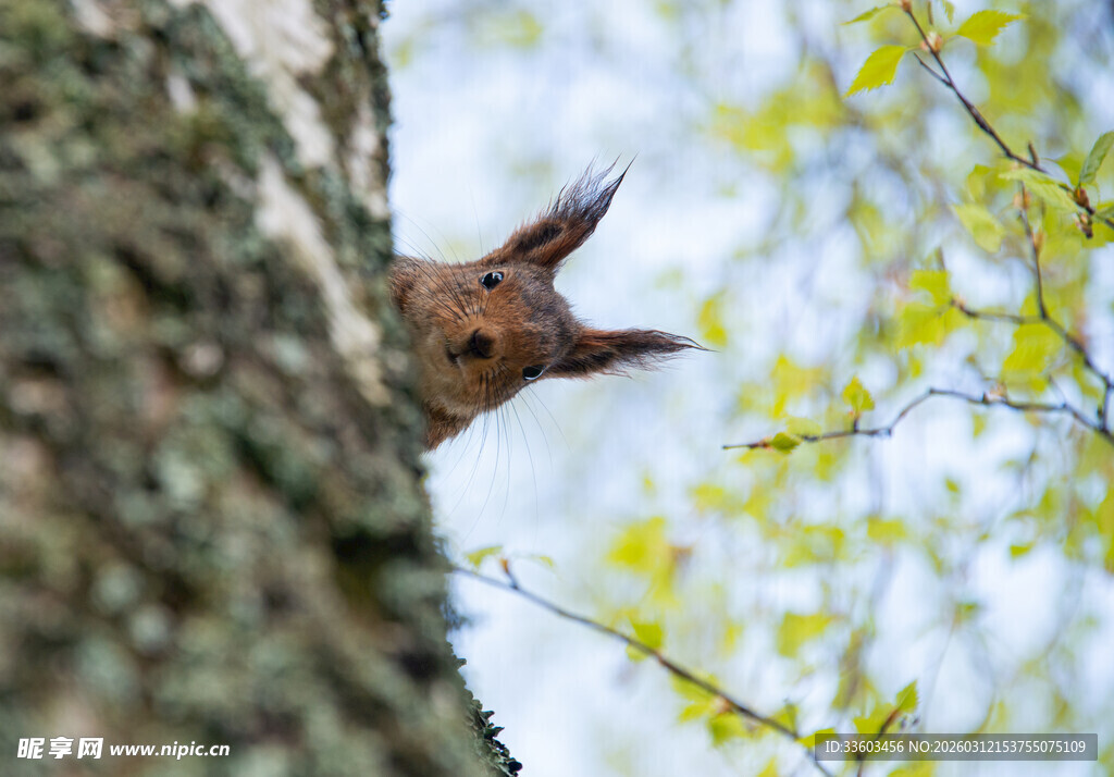 树干后露出脑袋的松鼠