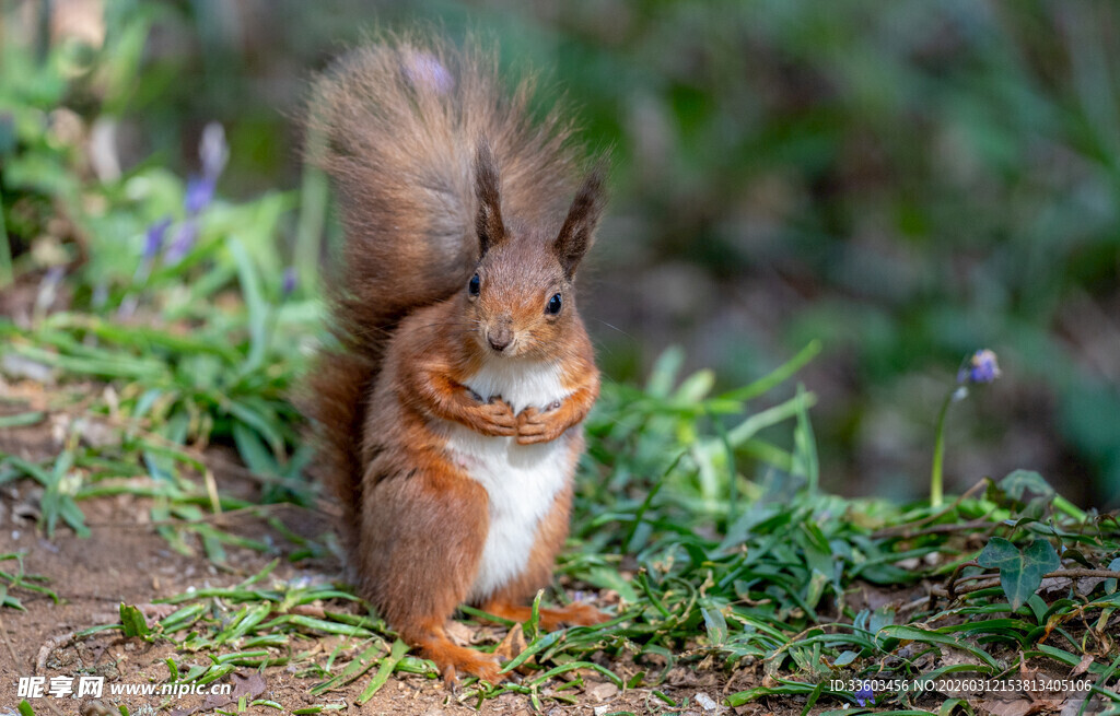站立的松鼠