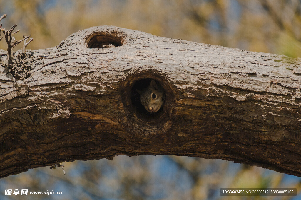 树干上的独特纹理与树结