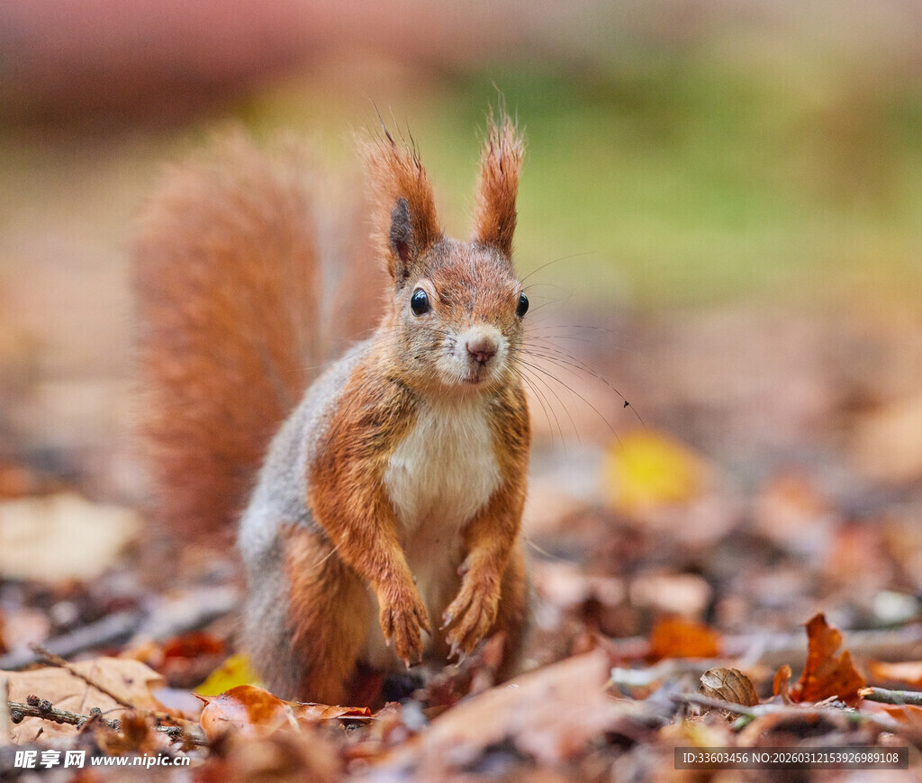 秋日松鼠于落叶间的萌态