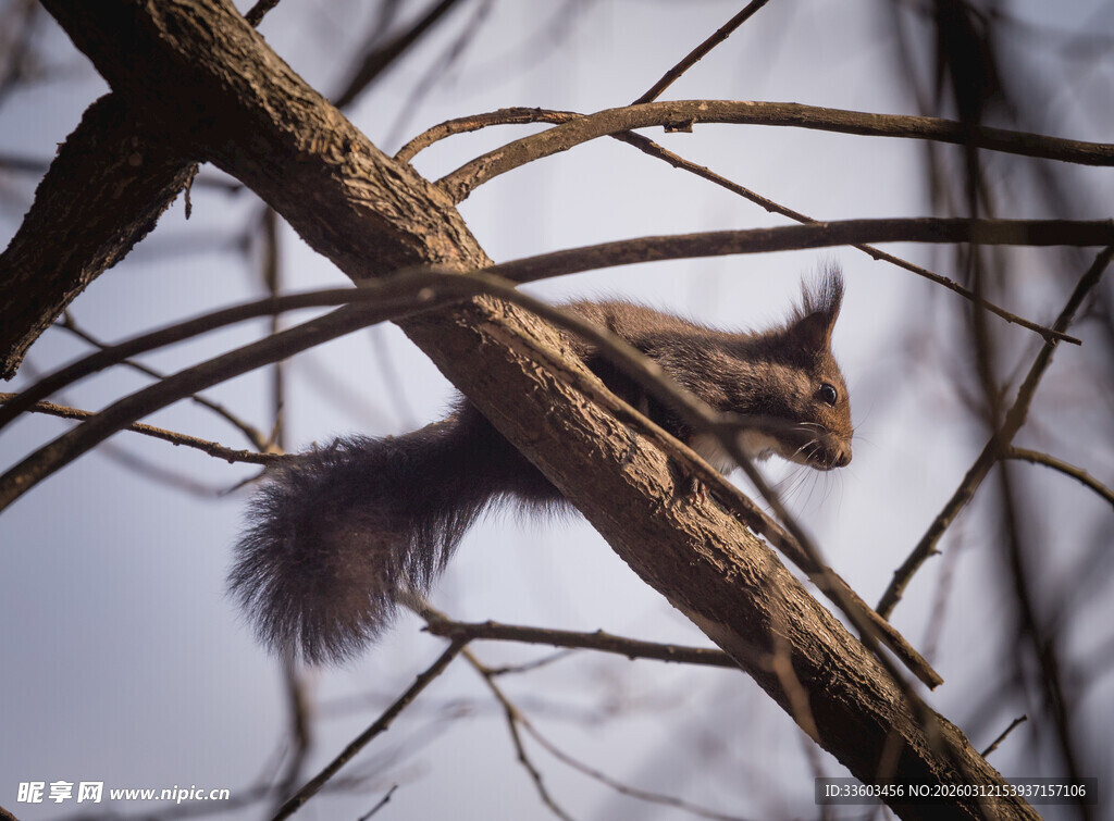 树枝上的可爱松鼠