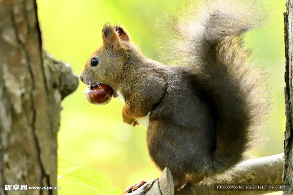 树上松鼠张嘴似在进食