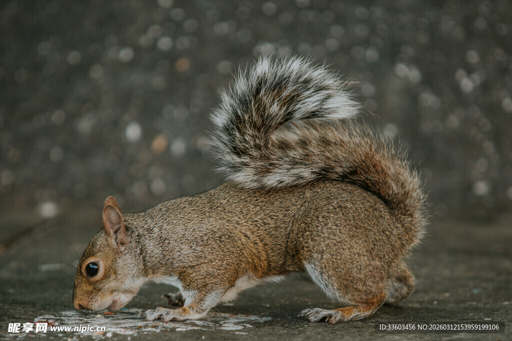 松鼠低头觅食瞬间