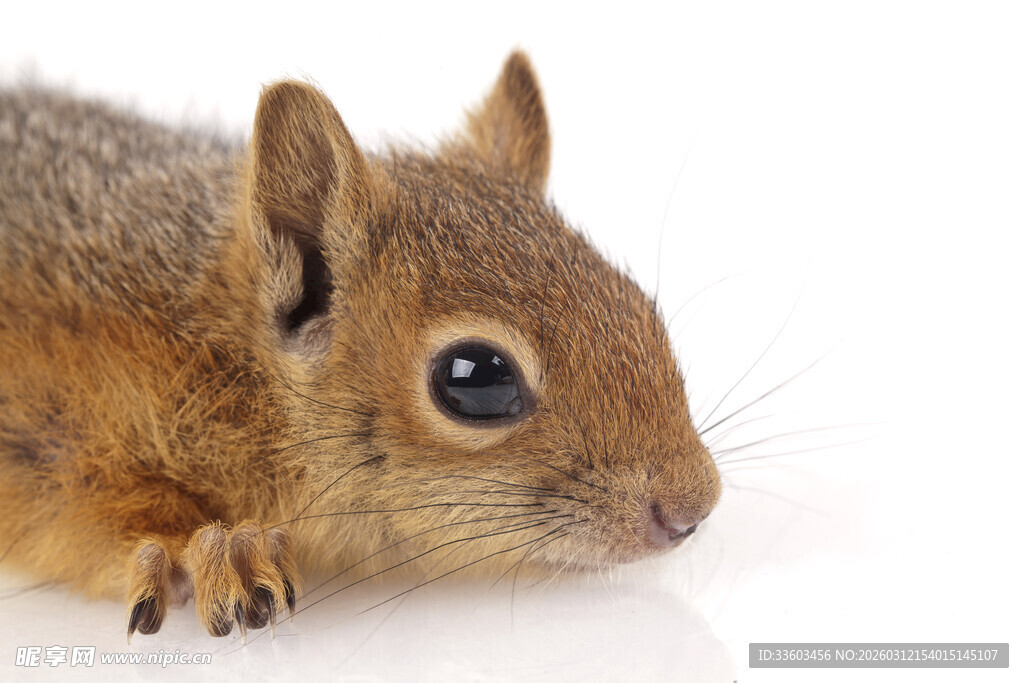 可爱松鼠近景特写