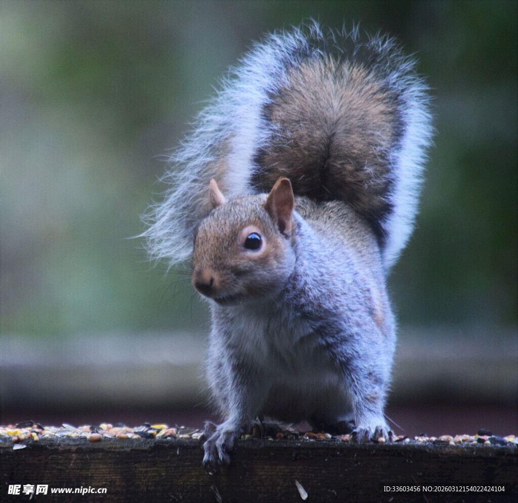 可爱松鼠站立木上