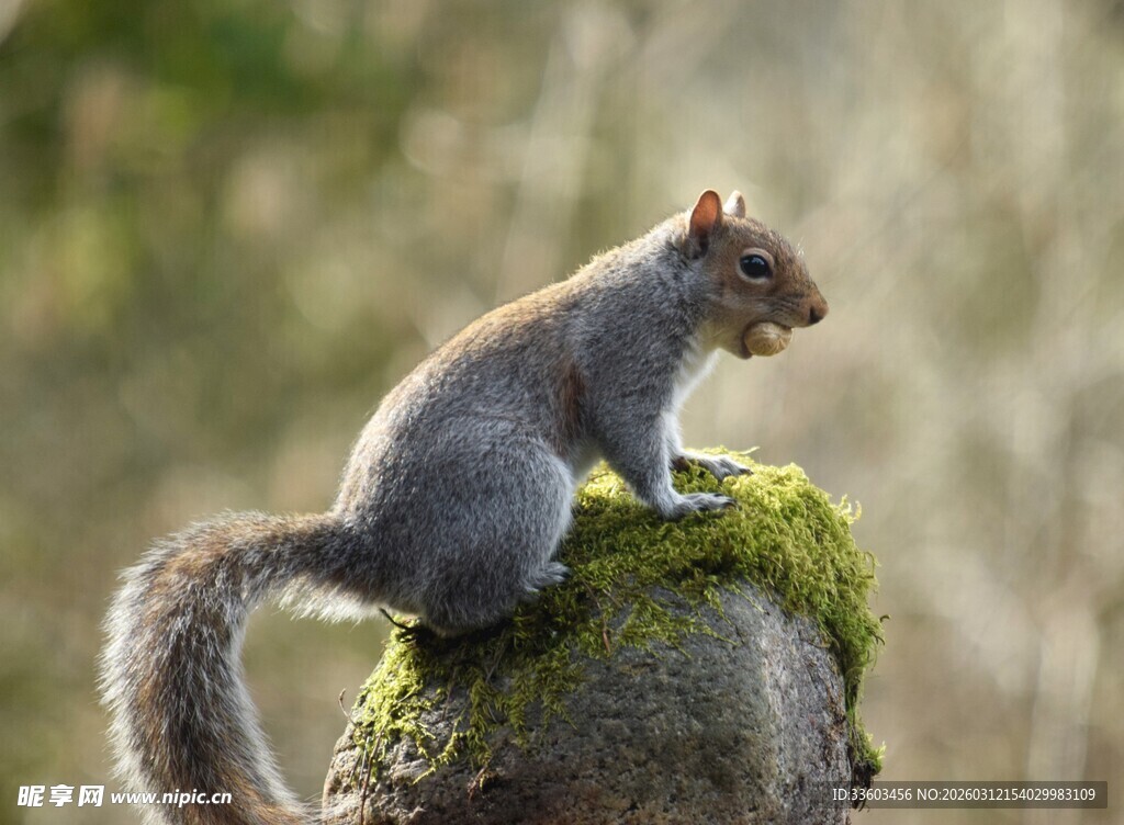 松鼠立于长满青苔的树桩
