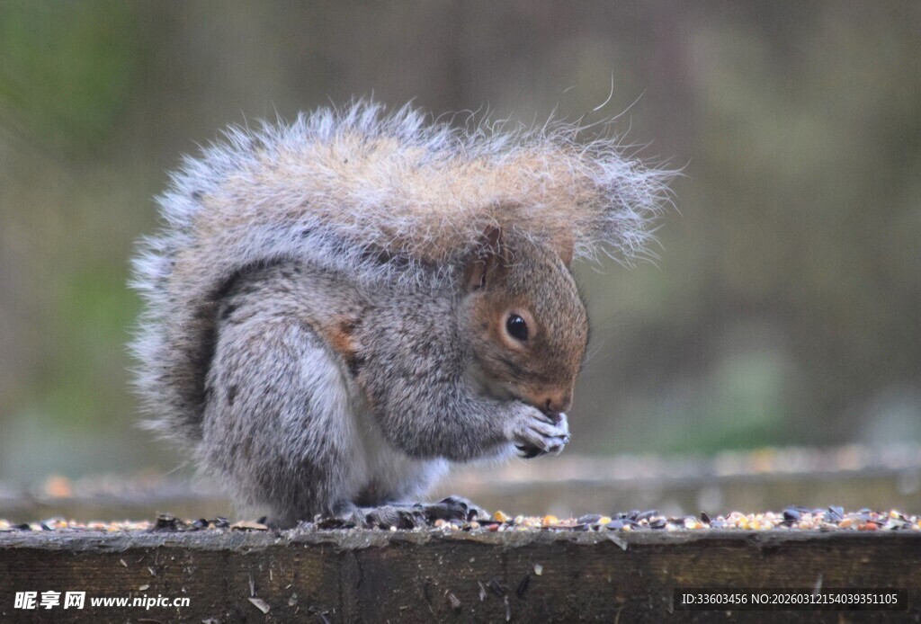 可爱松鼠专注进食瞬间