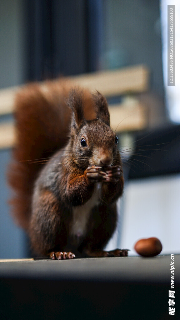 松鼠专注进食场景