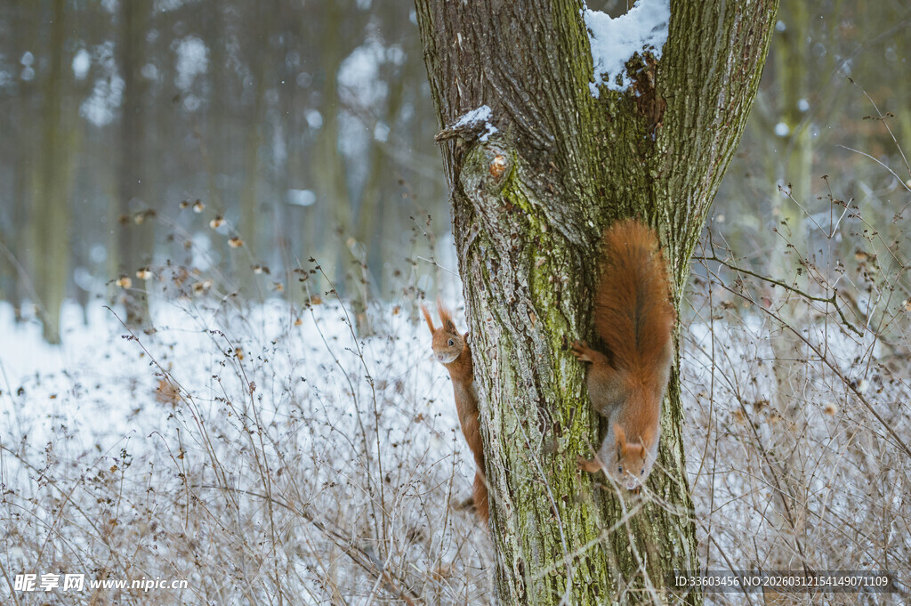 冬日松鼠攀树雪景图