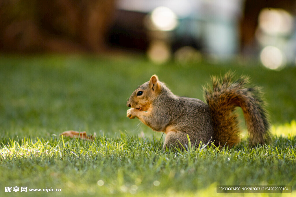 草地上进食的可爱松鼠