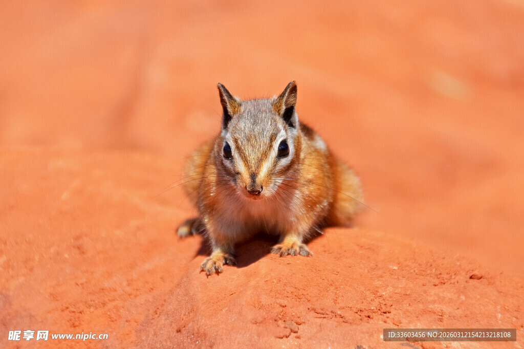 岩石上的可爱花栗鼠