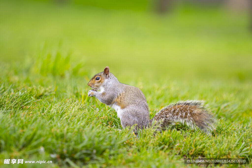 草地上的松鼠