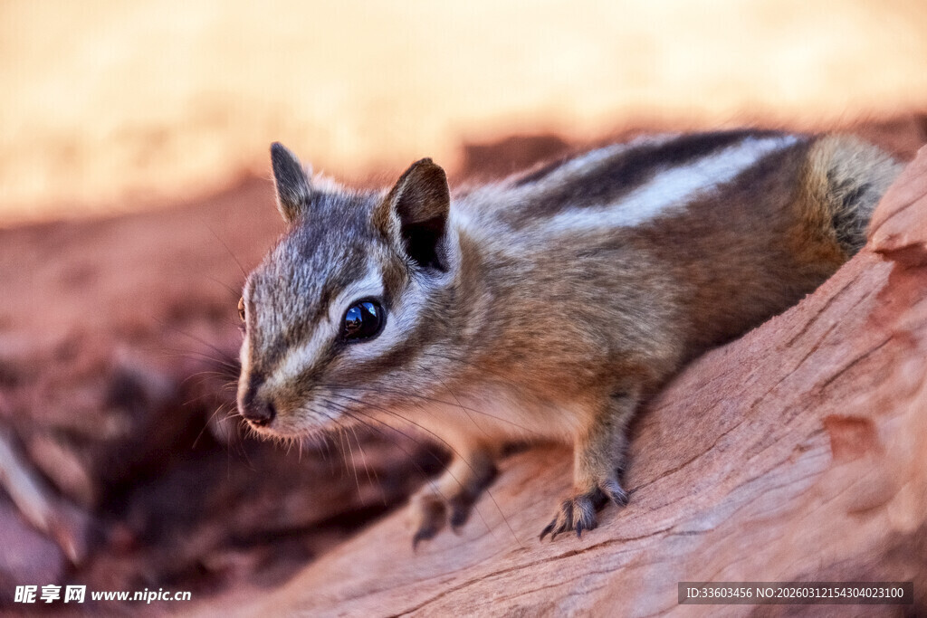 岩石上的花栗鼠