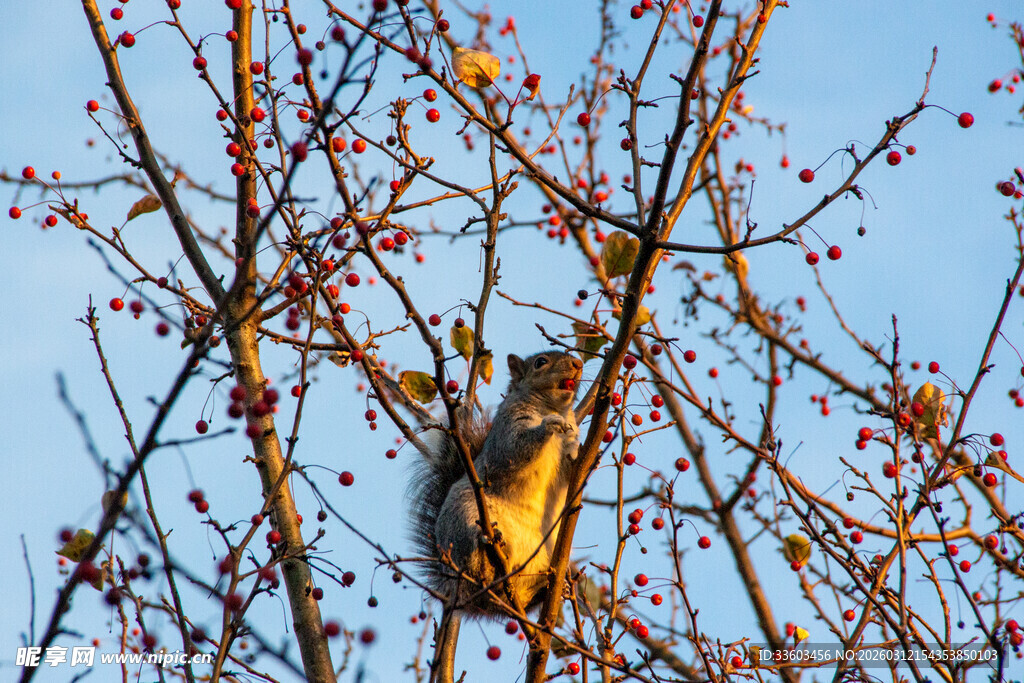 枝头松鼠享秋日暖阳