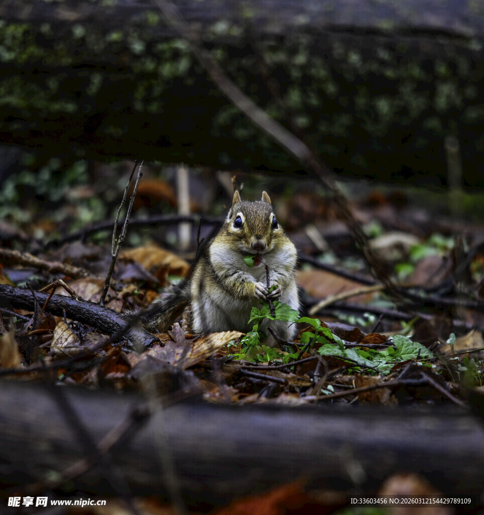 森林中进食的可爱小松鼠