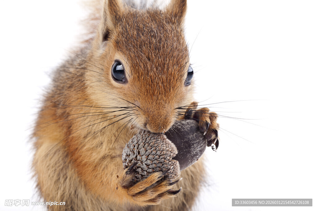 松鼠捧坚果专注进食