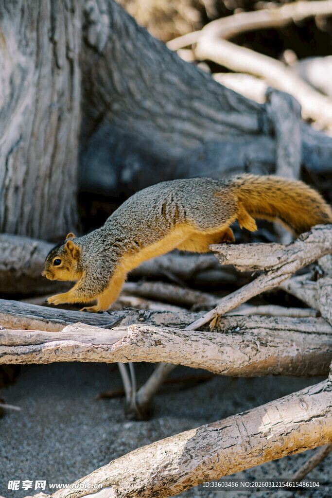 松鼠在枯木间跳跃