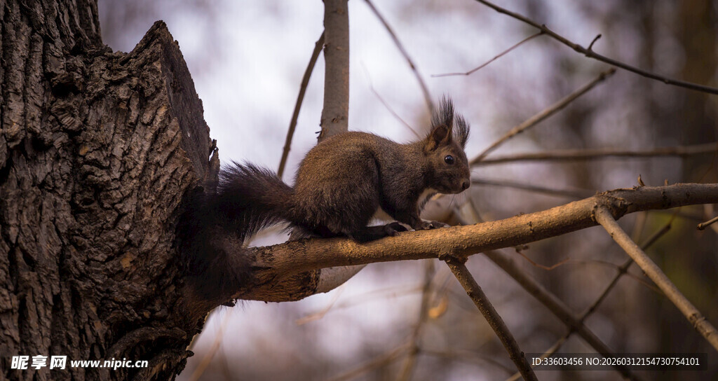 树枝上的松鼠