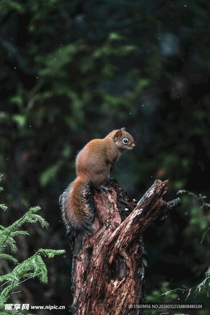 松鼠立于枯木上