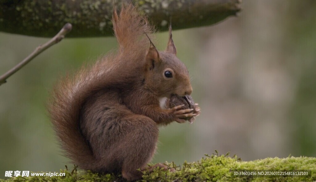 松鼠进食