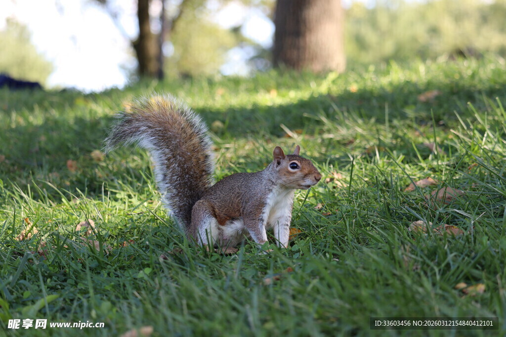 草地上的可爱松鼠
