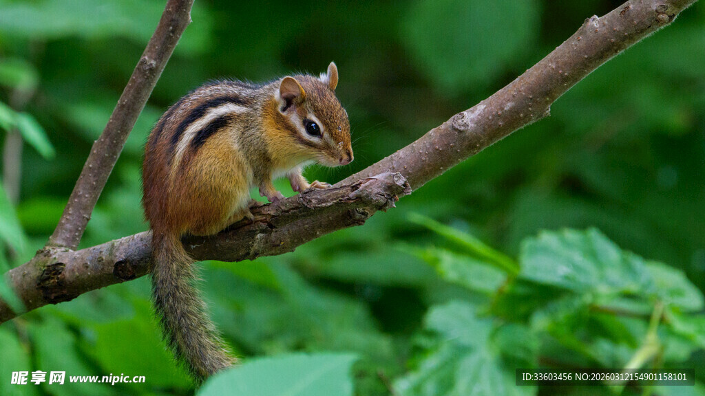 树枝上的可爱花栗鼠