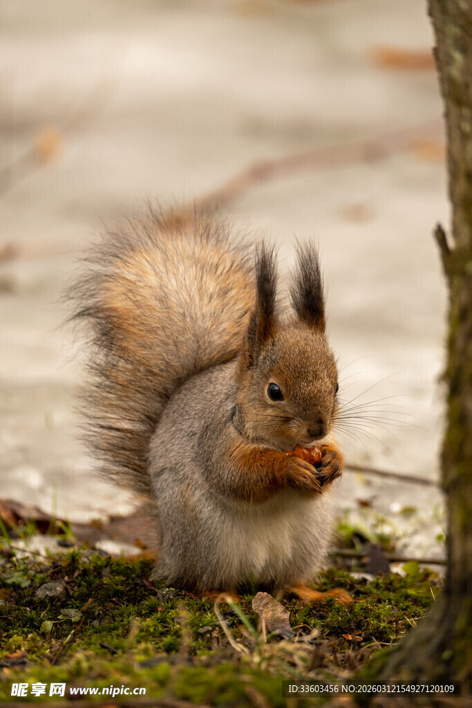 松鼠专注进食的可爱瞬间