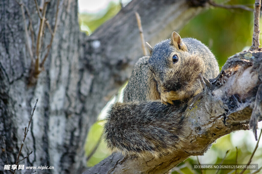 树上的松鼠