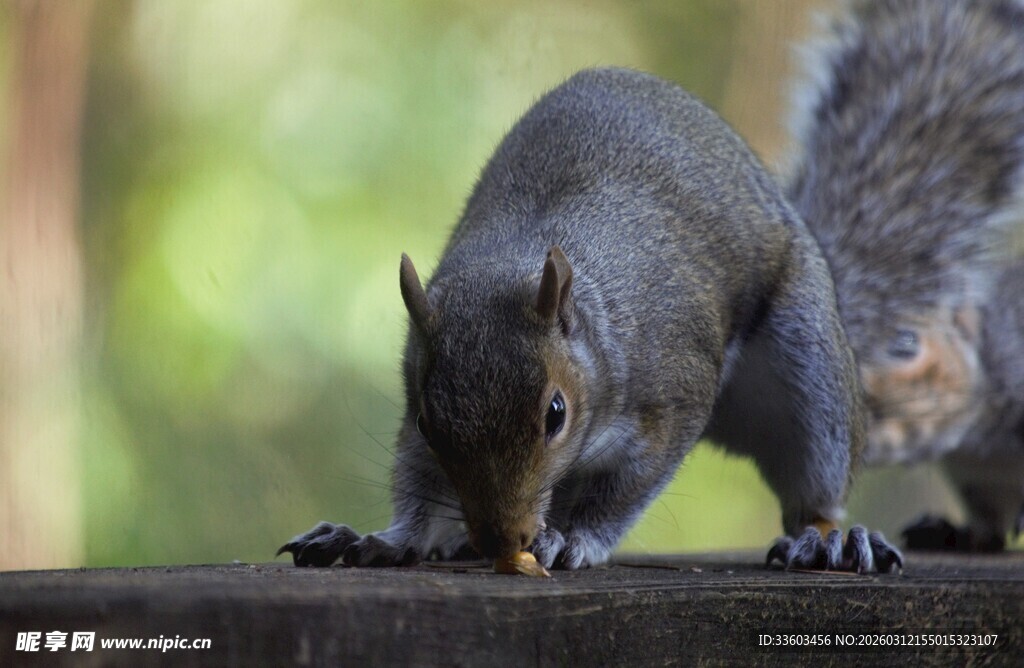 松鼠于木上专注觅食