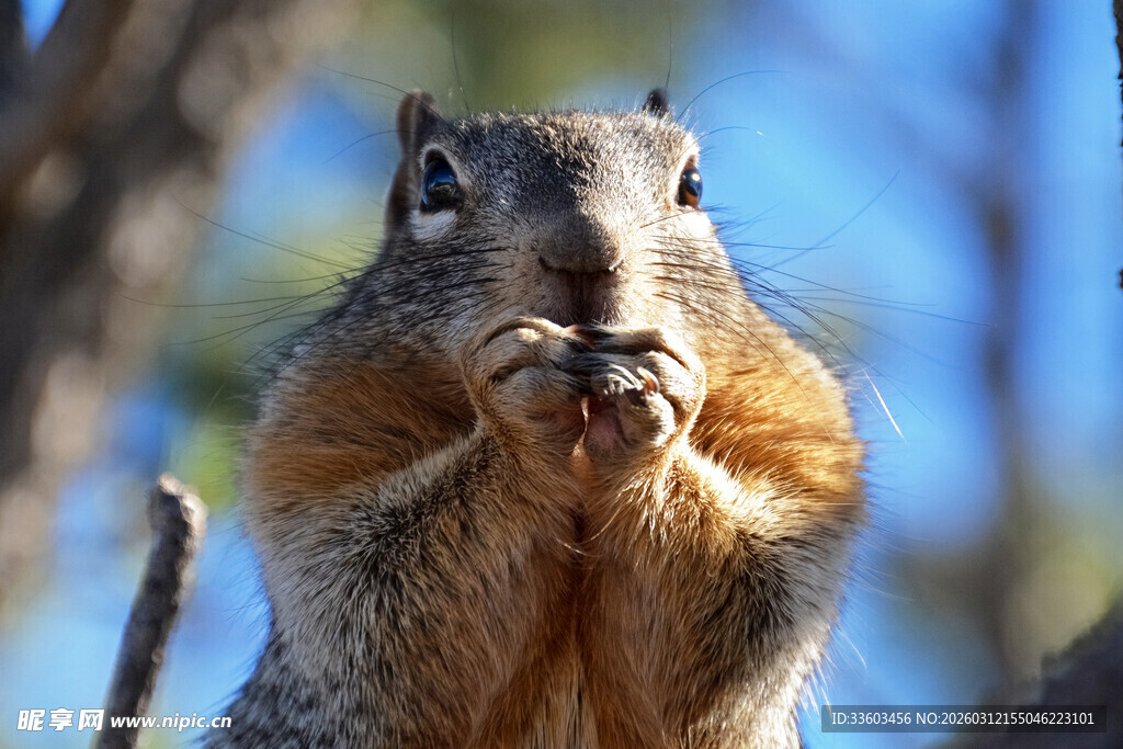 松鼠捧食专注瞬间