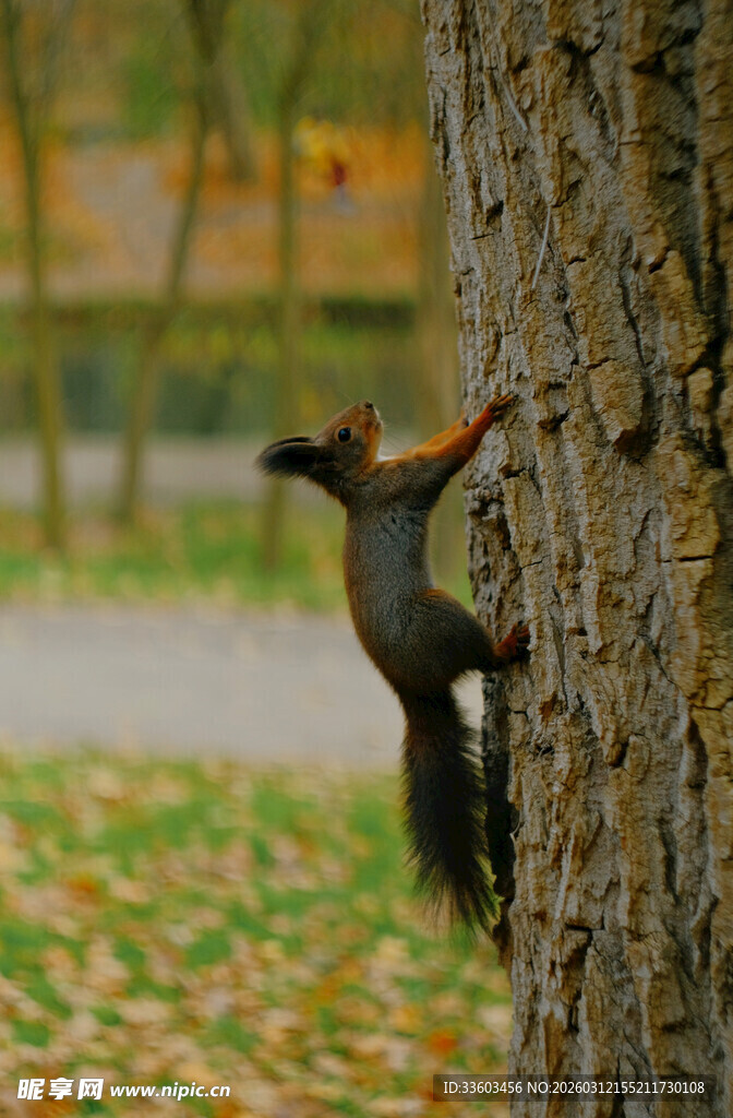 树干上的松鼠