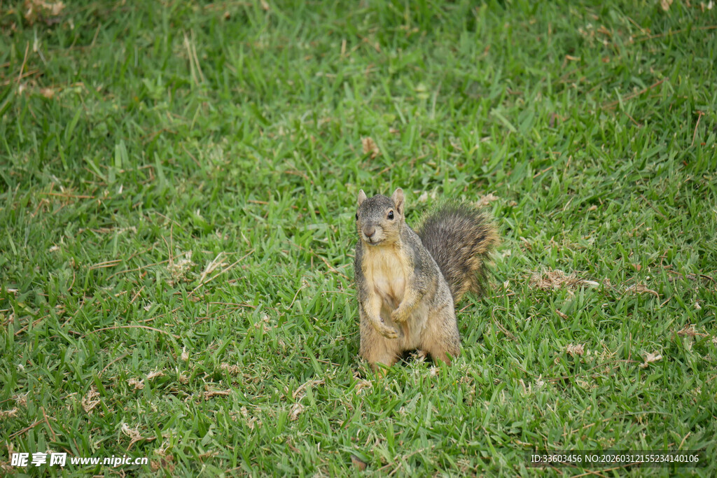 草地上站立的松鼠