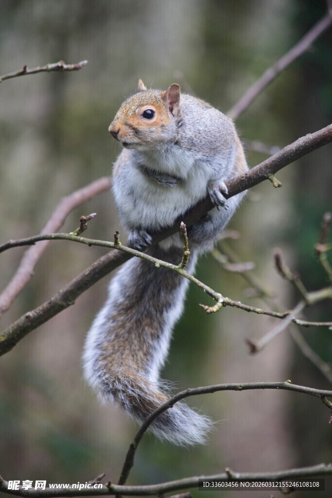 树枝上的可爱松鼠