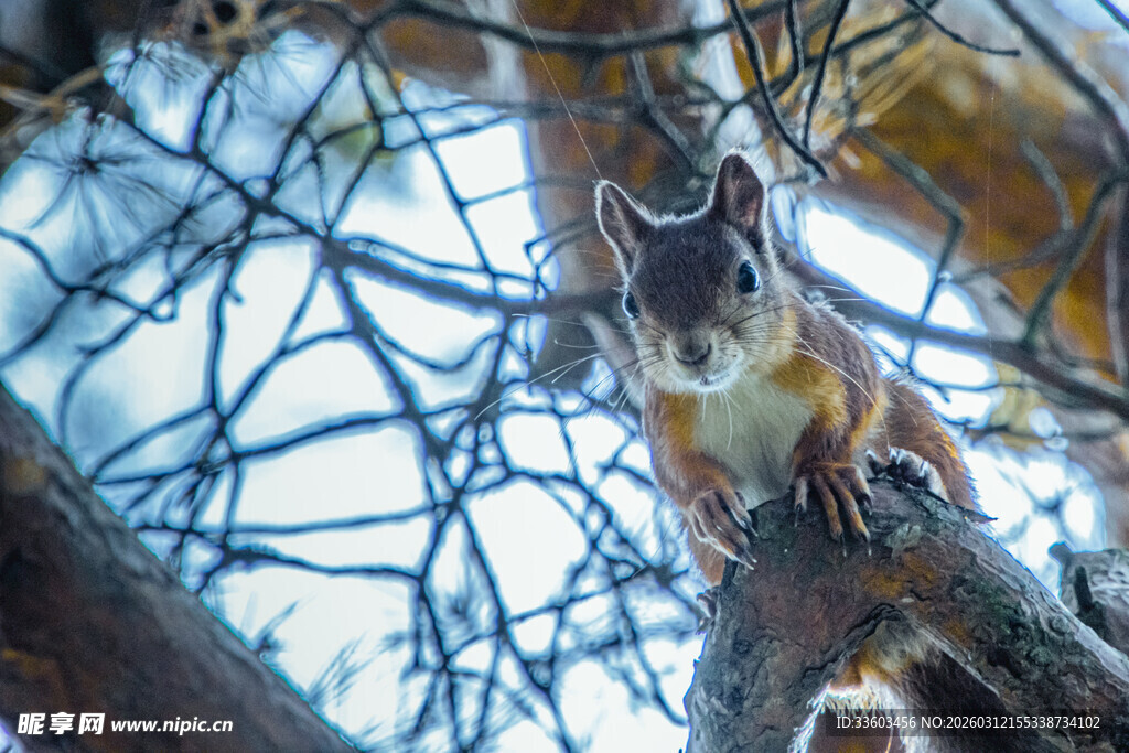 树枝上的灵动松鼠