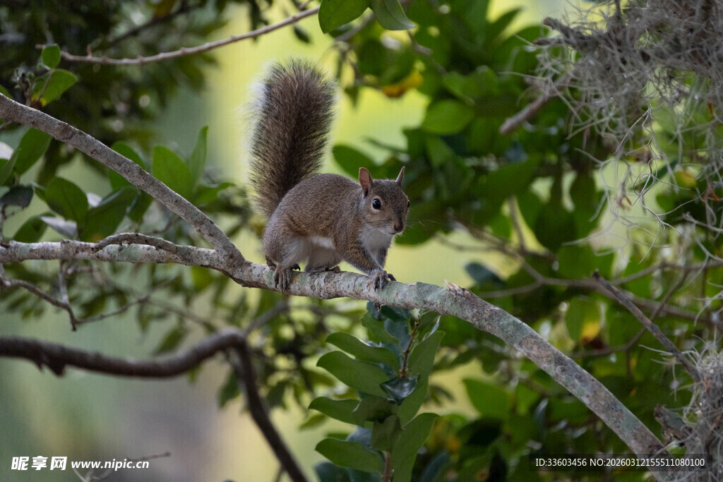树枝上的松鼠