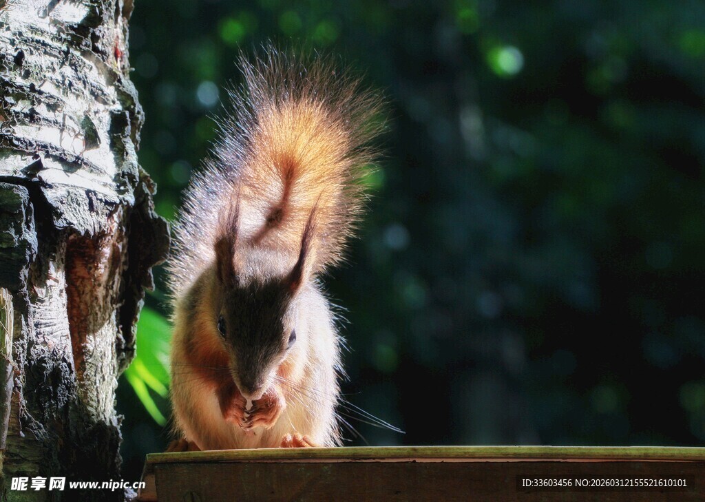 可爱松鼠于木旁露蓬松尾
