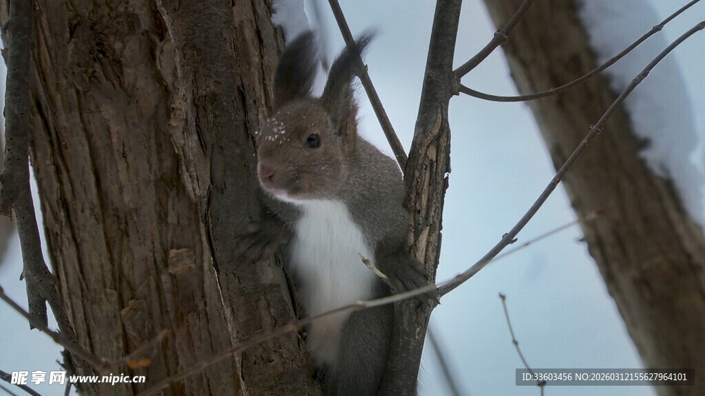 树枝上的可爱松鼠