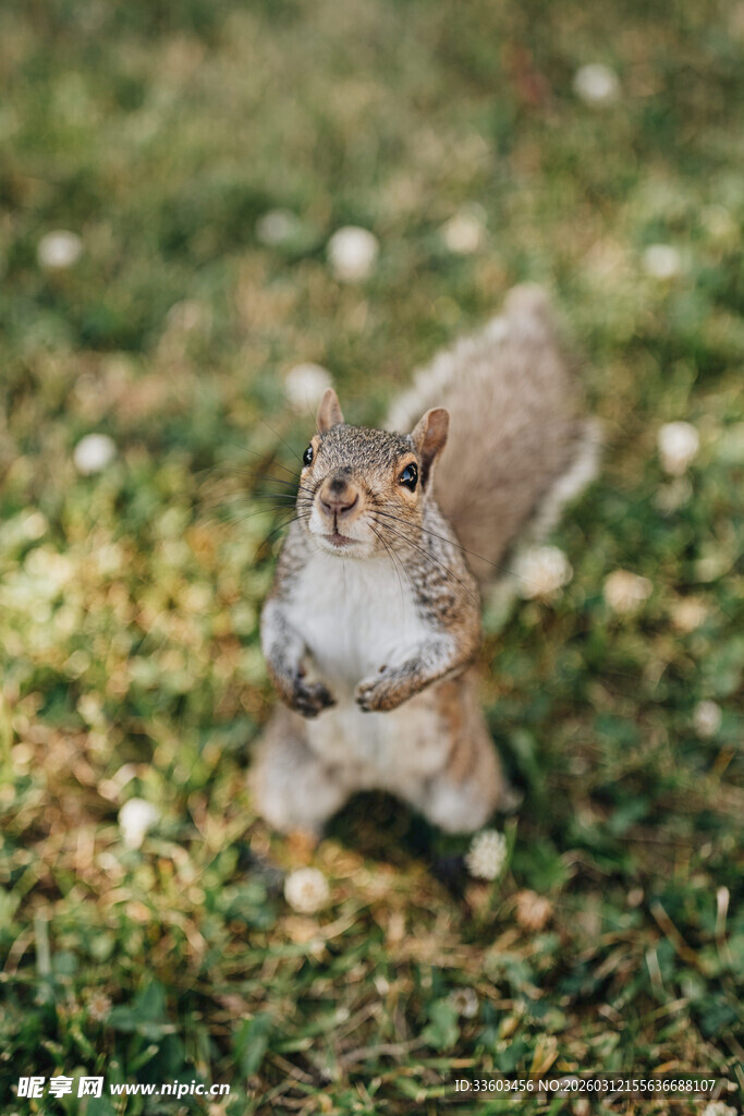 站立的松鼠在绿草地上