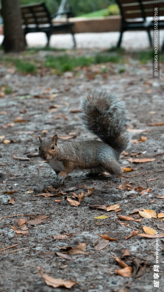 公园中觅食的可爱松鼠