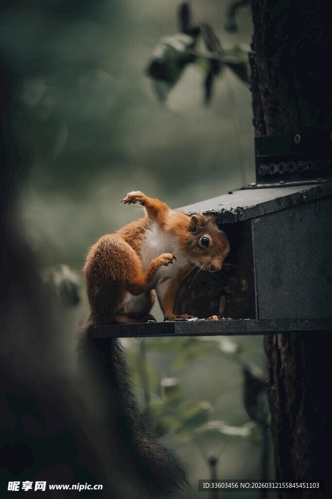 松鼠在喂食器上进食