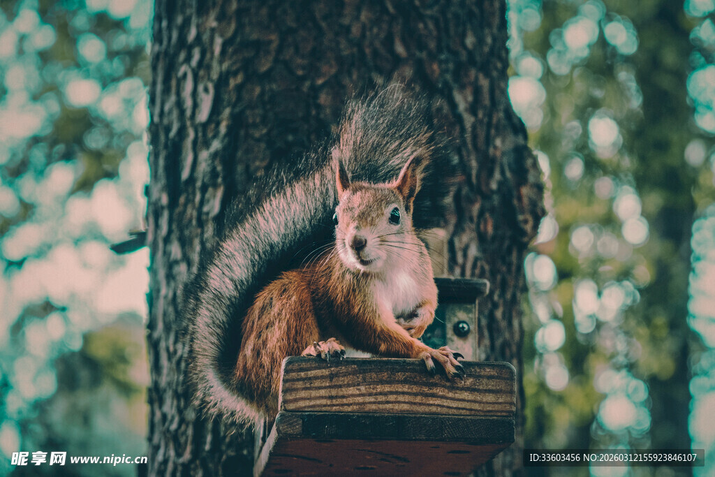 松鼠坐树旁木盒上