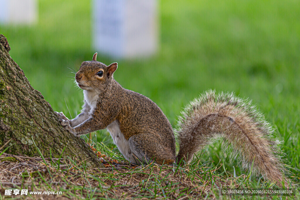 树干旁的可爱松鼠
