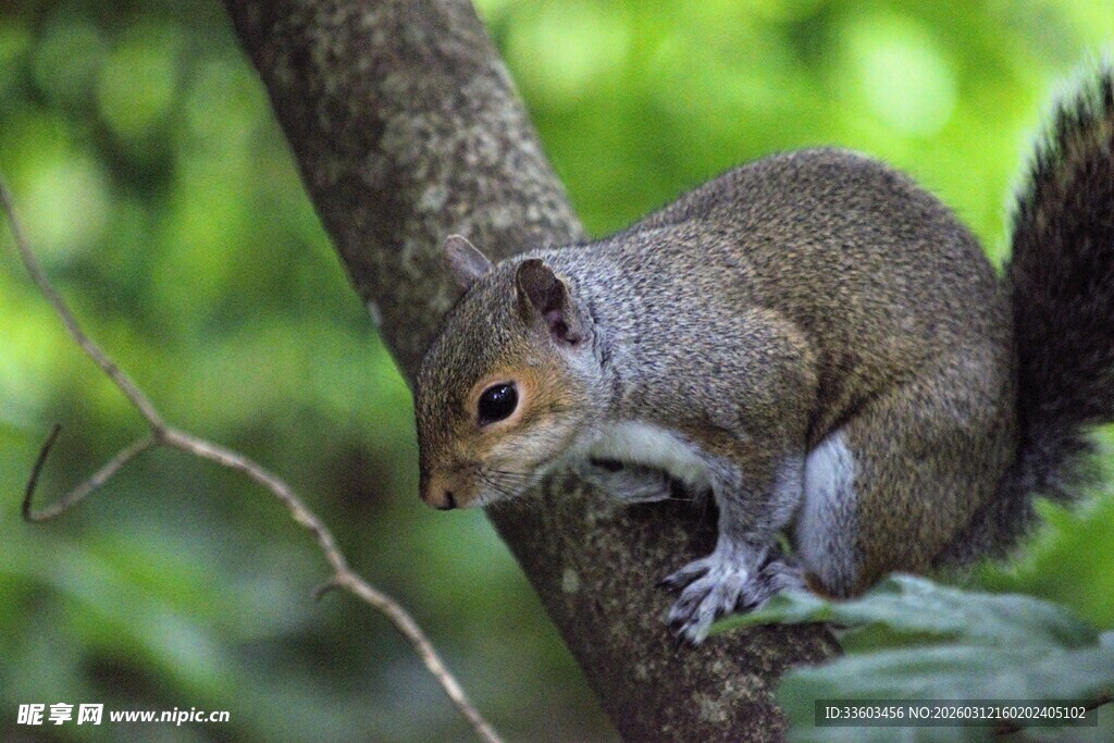 树枝上的可爱松鼠