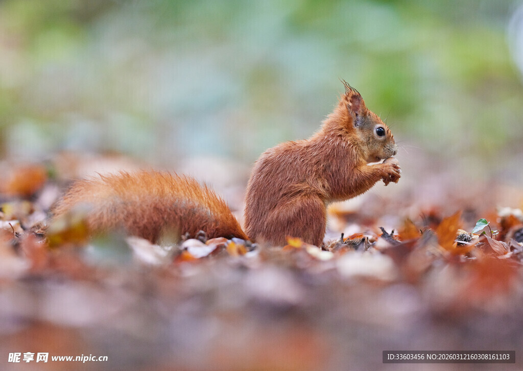 林间松鼠享秋日美食