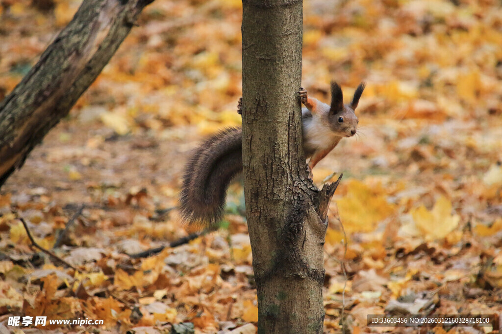 秋日林间的松鼠