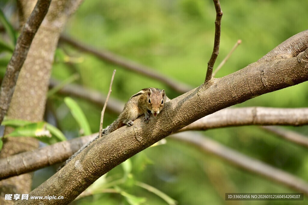树枝上栖息的小鸟