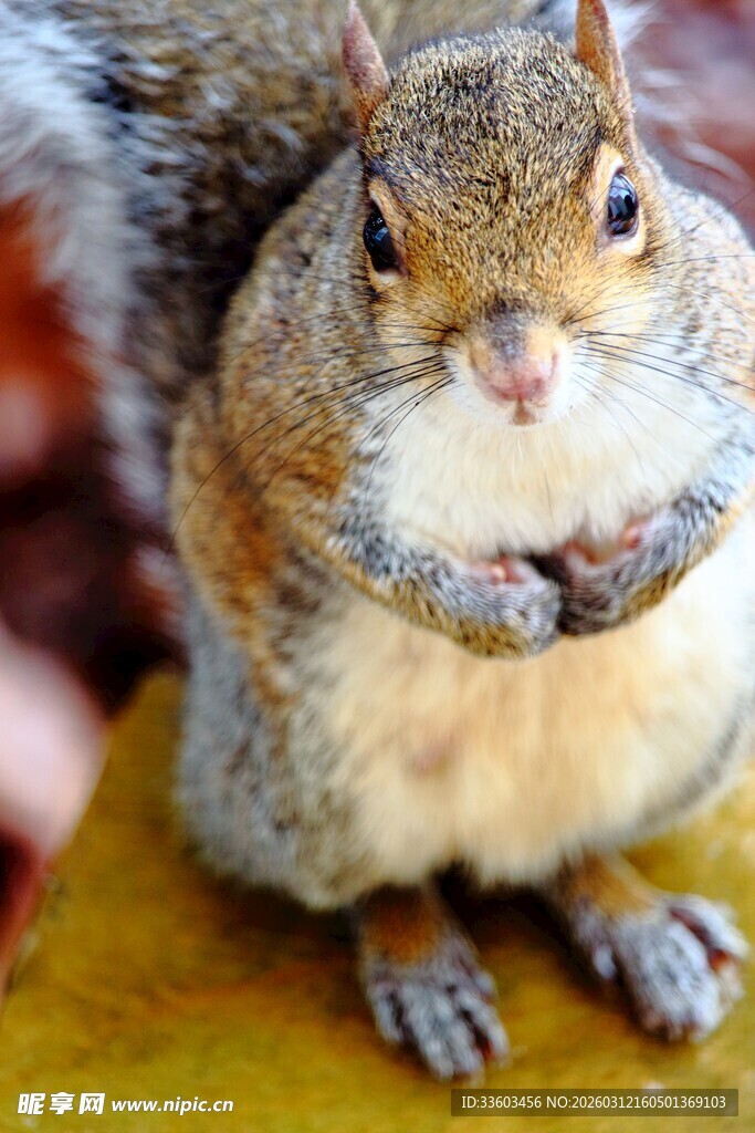可爱松鼠双手抱胸萌态足